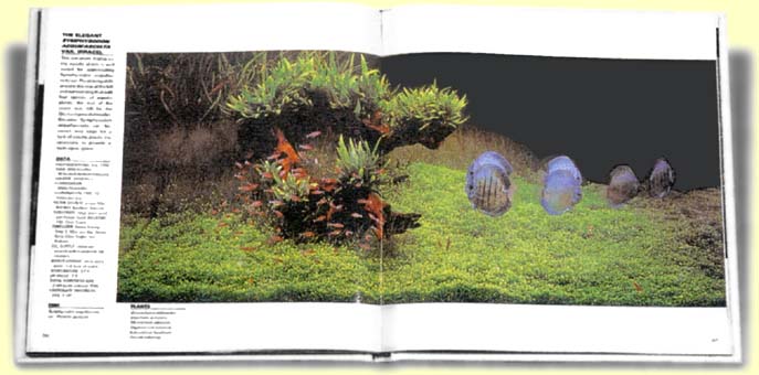 AKVRIUM  JAKO  UMN...

Takashi  Amano - ukzka  z  knihy
 NATURE  AQUARIUM  WORLD