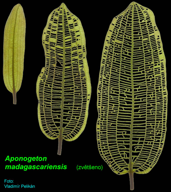 KALATKA  MADAGASKARSK
        je  raritou
  POUZE  PRO  SPECIALISTY  !

( rzn  listy  jedin  rostliny
   pozorovan  proti  svtlu )