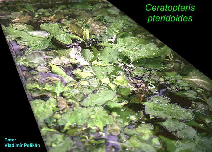 Ceratopteris pteridoides
  -  plovouc rostlina